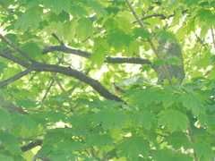 Setophaga ruticilla
