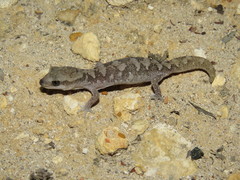 Diplodactylus calcicolus