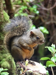 Sciurus granatensis