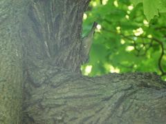 Leiothlypis peregrina