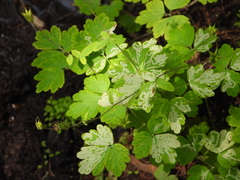 Phytomyza aquilegivora