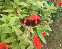 Heliconius erato hydara