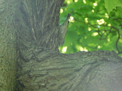 Leiothlypis peregrina