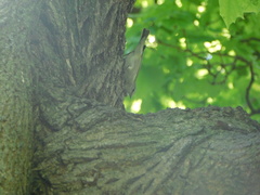Leiothlypis peregrina