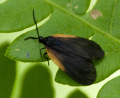 Pyromorpha dimidiata