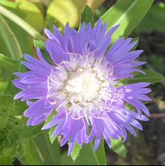 Stokesia