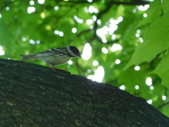 Setophaga striata