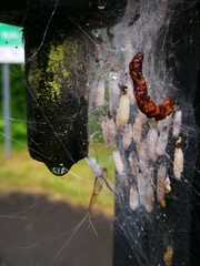 Yponomeuta cagnagella