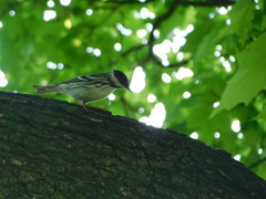 Setophaga striata