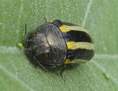 Acmaeodera grata