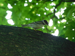 Setophaga striata