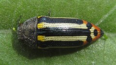 Acmaeodera grata