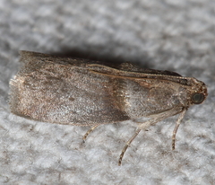Acrobasis texana