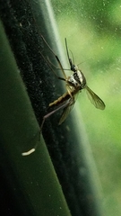 Psorophora longipalpus