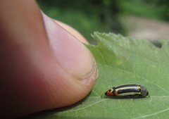 Acmaeodera grata