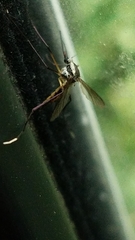 Psorophora longipalpus