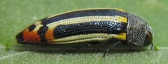 Acmaeodera grata