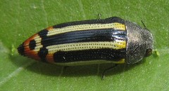 Acmaeodera grata