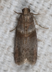 Acrobasis texana
