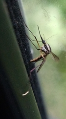 Psorophora longipalpus