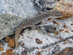 Diplodactylus calcicolus