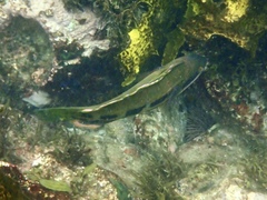 Heteroscarus acroptilus