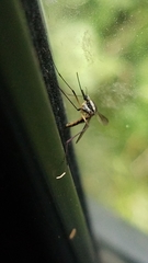 Psorophora longipalpus