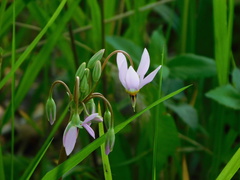 Primula meadia