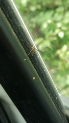 Psorophora longipalpus