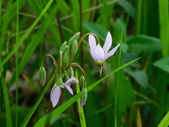 Primula meadia