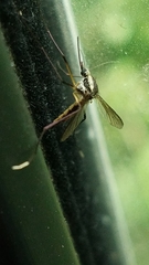 Psorophora longipalpus