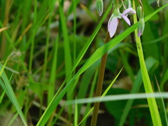 Primula meadia