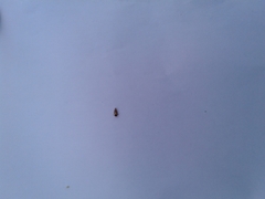 Oncopsis flavidorsum