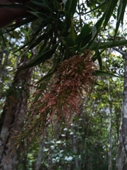 Dracaena reflexa image