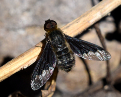 Hemipenthes morioides