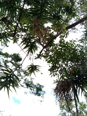 Dracaena reflexa image