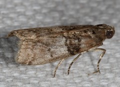 Tlascala reductella