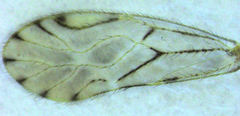 Zelandopsocus kuscheli