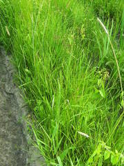 Juncus atratus
