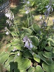 Hosta ventricosa