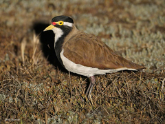 Vanellus tricolor