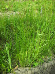 Juncus atratus