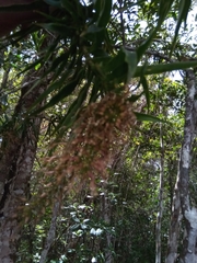 Dracaena reflexa image