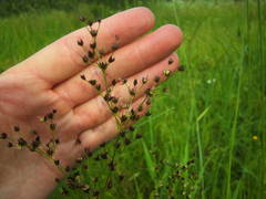 Juncus atratus