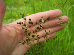 Juncus atratus