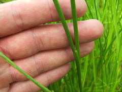 Juncus atratus