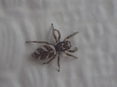 Salticus scenicus