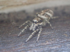 Salticus scenicus