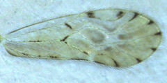 Zelandopsocus kuscheli