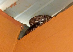 Boiga siamensis